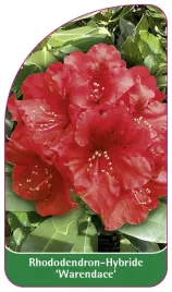 etykieta-szkolkarska-rhododendron-warendace