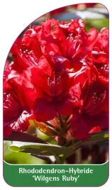 etykieta-szkolkarska-rhododendron-wilgens-ruby-a