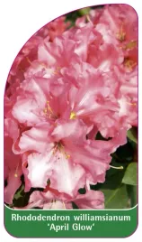 etykieta-szkolkarska-rhododendron-williamsianum-april-glow-a