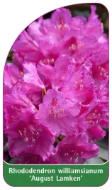 etykieta-szkolkarska-rhododendron-williamsianum-august-lamken
