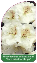 etykieta-szkolkarska-rhododendron-williamsianum-gartendirektor-rieger