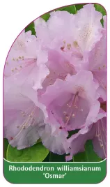 etykieta-szkolkarska-rhododendron-williamsianum-osmar