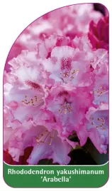 etykieta-szkolkarska-rhododendron-yakushimanum-arabella