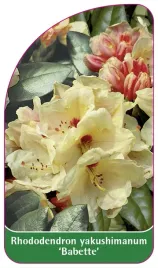 etykieta-szkolkarska-rhododendron-yakushimanum-babette