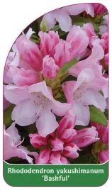 etykieta-szkolkarska-rhododendron-yakushimanum-bashful