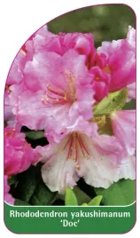 etykieta-szkolkarska-rhododendron-yakushimanum-doc-a