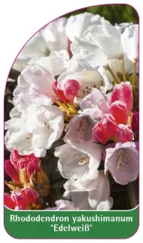 etykieta-szkolkarska-rhododendron-yakushimanum-edelweiss