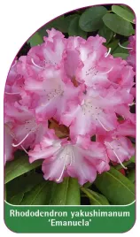 etykieta-szkolkarska-rhododendron-yakushimanum-emanuela