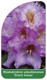 etykieta-szkolkarska-rhododendron-yakushimanum-ernest-inman