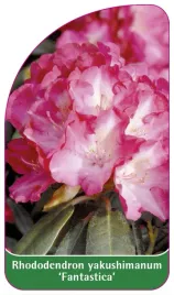 etykieta-szkolkarska-rhododendron-yakushimanum-fantastica-a