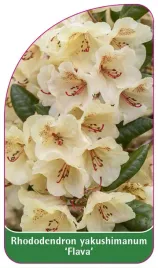 etykieta-szkolkarska-rhododendron-yakushimanum-flava