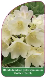 etykieta-szkolkarska-rhododendron-yakushimanum-golden-torch-a