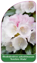 etykieta-szkolkarska-rhododendron-yakushimanum-koichiro-wada