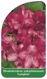 etykieta-szkolkarska-rhododendron-yakushimanum-lampion