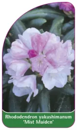 etykieta-szkolkarska-rhododendron-yakushimanum-mist-maiden