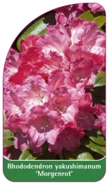 etykieta-szkolkarska-rhododendron-yakushimanum-morgenrot