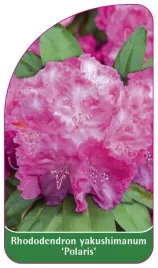 etykieta-szkolkarska-rhododendron-yakushimanum-polaris