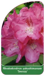 etykieta-szkolkarska-rhododendron-yakushimanum-sneezy-a