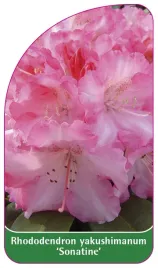 etykieta-szkolkarska-rhododendron-yakushimanum-sonatine