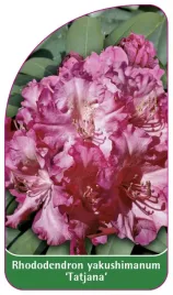etykieta-szkolkarska-rhododendron-yakushimanum-tatjana