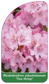 etykieta-szkolkarska-rhododendron-yakushimanum-tina-heinje-a