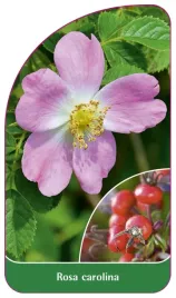 etykieta-szkolkarska-rosa-carolina