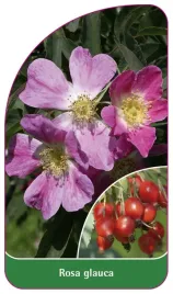 etykieta-szkolkarska-rosa-glauca