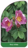 etykieta-szkolkarska-rosa-nitida