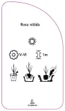etykieta-szkolkarska-rosa-nitida-stan-nowy