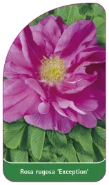 etykieta-szkolkarska-rosa-rugosa-exception