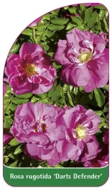 etykieta-szkolkarska-rosa-rugotida-darts-defender