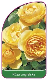 etykieta-szkolkarska-roza-angielska-500