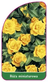 etykieta-szkolkarska-roza-miniaturowa-6000-a