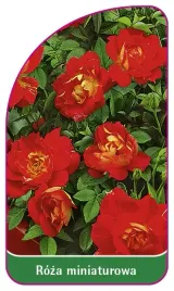 etykieta-szkolkarska-roza-miniaturowa-6001