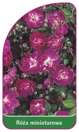 etykieta-szkolkarska-roza-miniaturowa-6004