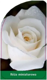 etykieta-szkolkarska-roza-miniaturowa-m2