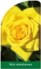 etykieta-szkolkarska-roza-miniaturowa-m3