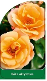 etykieta-szkolkarska-roza-okrywowa-o4