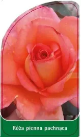 etykieta-szkolkarska-roza-pienna-pachnaca-pa5