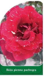 etykieta-szkolkarska-roza-pienna-pachnaca-pa6