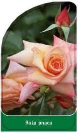 etykieta-szkolkarska-roza-pnaca-p14