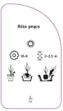 etykieta-szkolkarska-roza-pnaca-p14-stan-nowy