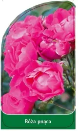 etykieta-szkolkarska-roza-pnaca-p22