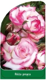 etykieta-szkolkarska-roza-pnaca-p23