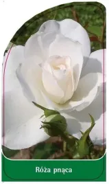 etykieta-szkolkarska-roza-pnaca-p5