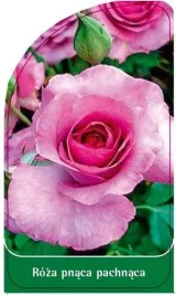 etykieta-szkolkarska-roza-pnaca-pachnaca-p4