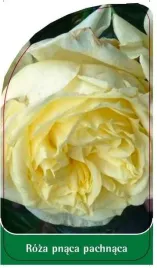 etykieta-szkolkarska-roza-pnaca-pachnaca-p17