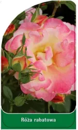 etykieta-szkolkarska-roza-rabatowa-r10