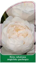 etykieta-szkolkarska-roza-rabatowa-angielska-pachnaca-r12