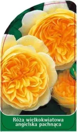 etykieta-szkolkarska-roza-wielkokwiatowa-angielska-pachnaca-w1